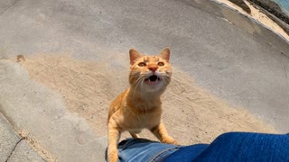 帰ろうとすると野良猫にしがみついて引き止められた