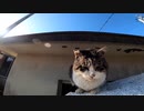 猫島の朝ご飯はみんな揃って仲良くね【野良猫】【感動猫】