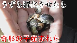 ぴ【養鶉編】うずらの卵を孵化させたらおかしな雛が産まれた・・・　ウズラの卵自給自足