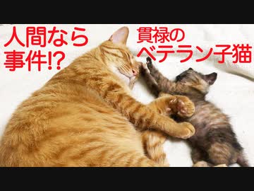 生後4週2900日のベテラン子猫、ルーキー子猫に格の差を見せつける