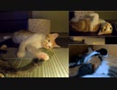 子育て中の姉猫への労りと、遊びたいが交錯する妹猫