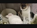 猫とうさぎは実は仲良しなはず