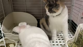 猫とうさぎは実は仲良しなはず