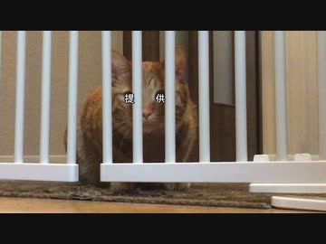 猫の鳴き声に字幕を付けるとどうなる？