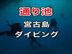 通り池ダイビング！宮古島ダイビング・ダイブクルーズ宮古島