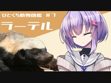 ひとくち動物図鑑　#７　ラーテル　[VOICEROID解説]