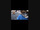 猫島のエサ場はのどかでイイなぁ～#Shorts 【野良猫】【感動猫】