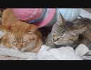 拾いねこ＠生後3546/3513日目　へちゃってて可愛い。