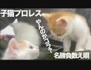 保護子猫プロレス開戦！令和の名勝負数え唄