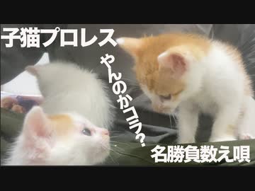 保護子猫プロレス開戦！令和の名勝負数え唄