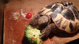 嚙みちぎるブロッコリー