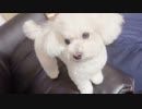 愛犬のお通りだああ！！！【ころん】すとぷり
