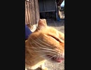 猫島の猫がキマる姿を見て喜ぶおっさん#Shorts 【野良猫】【感動猫】