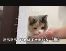 食べるときの楽はこれ。