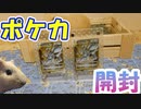 【ポケカ開封】モルモットと一緒にスターバース開封してみた【モルモット】