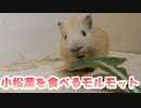 小松菜を食べるモルモット＿Guinea pig eat Japanese mustard spinach