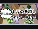 【再生栽培】セリの冬越し・スーパーで買った食材のリボベジ【水耕栽培】