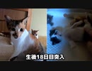誰も手を出していないのに子猫が鳴くので不思議がる母猫