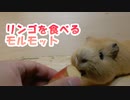 リンゴを食べるモルモット＿Guinea pig eat an apple