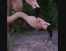 ホモと見る　フラミンゴミルク
