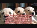 愛のために死す１９