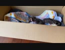アランとミナとソラが生まれて3日目ぐらいの時