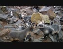 Northern Fur Seal Cubs Hanging Out On Rocks Near the Beach On the Pribilof Islands　仲松司
