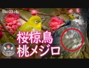 0315C【桜文鳥な椋鳥】メジロとエナガに桃の花、キセキレイの鳴き声。スズメとムクドリの巣。梅やフキノトウ、モズやヒヨドリ【野鳥撮影と観察】　#身近な生き物語　#メジロ　#ムクドリ