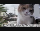 猫がはじめて歯磨きしようとしたらこんな感じです。