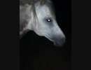 white horse likes the night