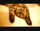 #1 わが家に仔猫がやってきた Kitten has come to my house