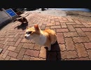 ぼっちなおっさんの世界ネコ歩き。青島編【野良猫】【感動猫】