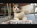 読めると勘違いした猫の行動がこんな感じ。