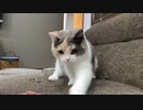 猫はおやつが大好きで見ればわかります
