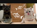 #3 はじめましての仔猫たち＆ごはんタイム Kittens playing first time & food #ASMR