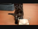 #4 生まれてはじめてのチュールを食べるクロ氏 Snack of first time in kitten life #ASMR
