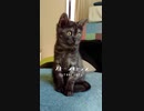 #6 まねっこする仔猫 Mimicking kitten #Shorts