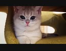 #10 箱でおあそびするクロとペロ Kitten Play in the box