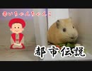 【第五回】モルモットと聞く怪異譚【赤いちゃんちゃんこ.】