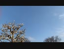 満開のコブシの花と海上自衛隊P-1哨戒機【神奈川県藤沢市】