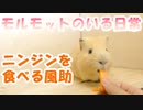【モルモットのいる日常】ニンジンを食べる風助