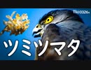 0326B【ツミとオナガの鳴き声】ミツマタの花、桜と花粉ヒヨドリ、アブのホバリング【身近な生き物語】　#ツミ　#オナガ　#アブ