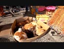 様々なドラマが起こる猫の島【野良猫】【感動猫】