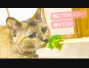 猫にブロッコリー見せたらフレーメン反応すると聞いてやってみた