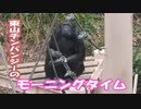 東山チンパンジーのモーニングタイム(東山動植物園)