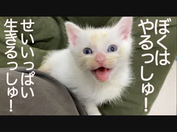 てんかん持ちのオス三毛猫、障害を示唆された子猫にエールを送る