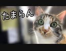 猫のAVを見る猫を見る猫を見た猫の反応がこちらｗｗｗ