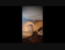 ニシキヘビの交尾