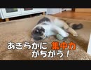 子猫の大好きなおもちゃはこちら。