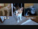 子猫に手を出すなと怒る母猫『その時は決まって息子もシャー』